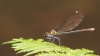 IMG_1071 Beautiful Demoiselle female Calopteryx virgo female